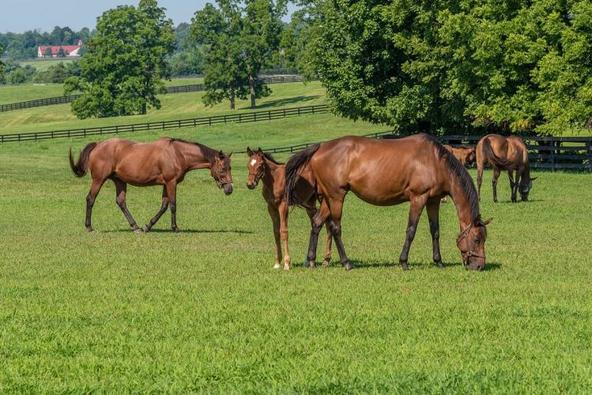 photo of horses in a field