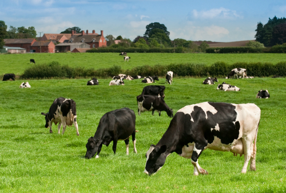 photo of cows in a field