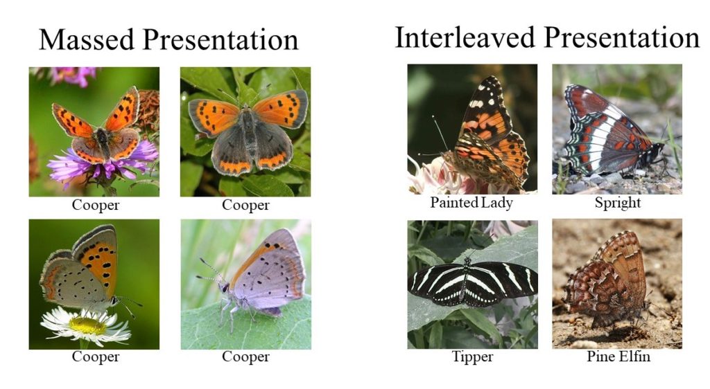 Images illustrating both massed presentation (left side - all butterflies are in the same category) and interleaved presentation (right side - the butterflies come from four different categories).