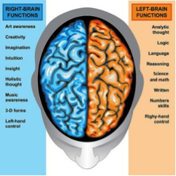 image of human brain with list of major functions of the left and right hemispheres