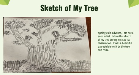 a student's sketch of a large tree along with a note regarding the beauty of the day (May 1) when it was sketched.