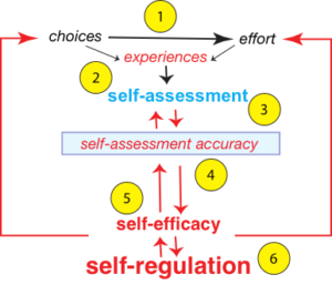 diagram illustrating components that come together to promote life-long learning: choices & effort through experiences; self-assessment; self-assessment accuracy; self-efficacy; self-regulation