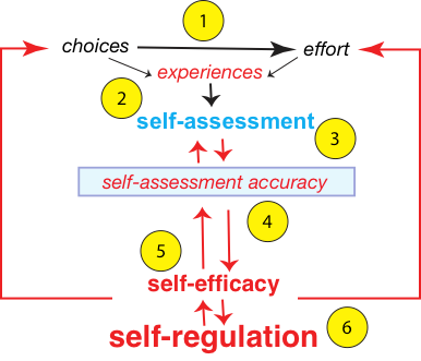 diagram illustrating components that come together to promote life-long learning: choices & effort through experiences; self-assessment; self-assessment accuracy; self-efficacy; self-regulation